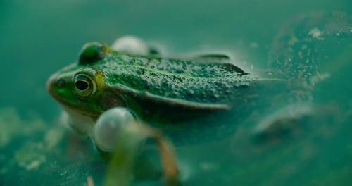 Close up shot of wild green frog covered in planting area with camouflage skin