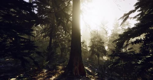 Serene Forest with Sunlight Filtering Through Tall Trees at Dawn
