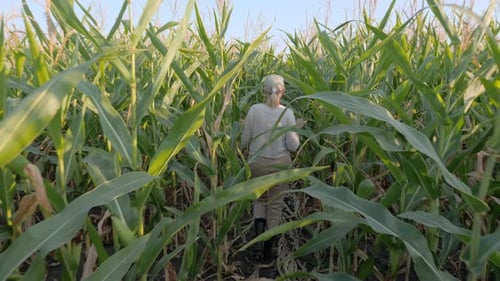 Woman Walking Through a Green Cornfield