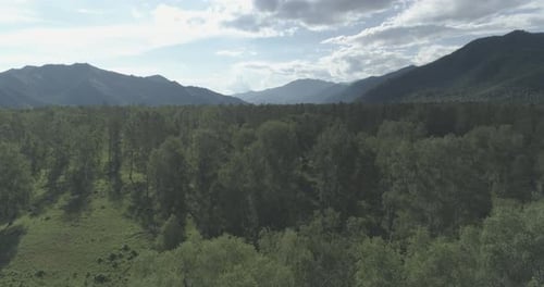Aerial View Low Flight Above Evergreen Pine Tree Landscape with Endless Mountain Forest at Sunny