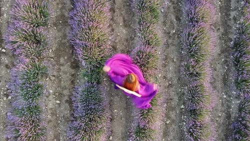 Aerial Lavender Fields