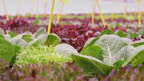 Smart Hydroponic Farm Grows Crisp Lettuce Without Soil Pesticides Greenhouse