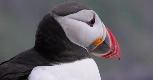 Atlantic puffin (Fratercula arctica), on the rock on the island of Runde (Norway).
