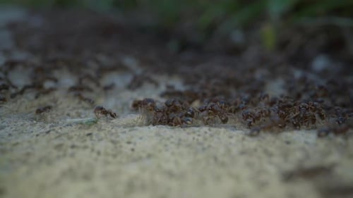 gros plan de centaines de fourmis sur le bord du trottoir