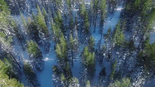 Luftaufnahme des Kiefernwaldes im Hochgebirge, Blick von oben auf den Fir Forest America