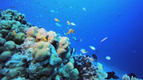 Coral Reef Fish Underwater Life