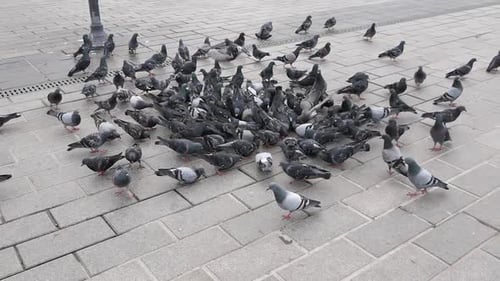 Tauben versammeln sich und füttern auf dem belebten Stadtplatz