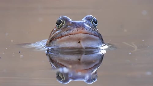 Brown frog (Rana temporaria) close-up in a pond.