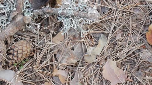 Mushrooms and moss growing on the forest floor surrounded by autumn leaves