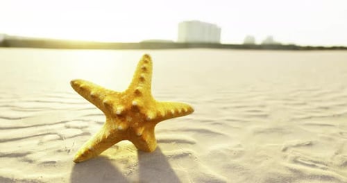 Starfish on Sandy Beach During Sunset Near Buildings and Ocean