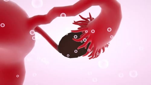 3D Animation of Female Reproductive System and Ovulation