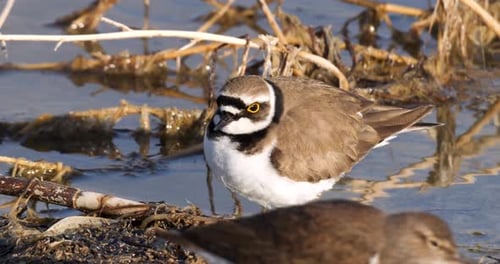 Little Ringed Plover