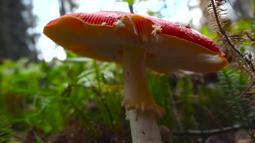 Ground view closeup of fly Amanita mushroom on autumn forest floor with moss, leaves in 4K, Estonia