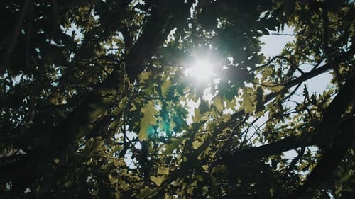 The bright rays of the sun break through the green foliage of the trees against the blue summer sky.