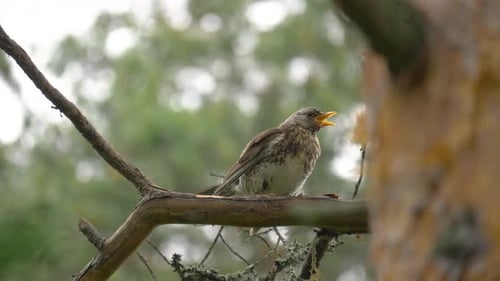 Close up of a birch thrush singing on pine branch in Sweden, Lappland