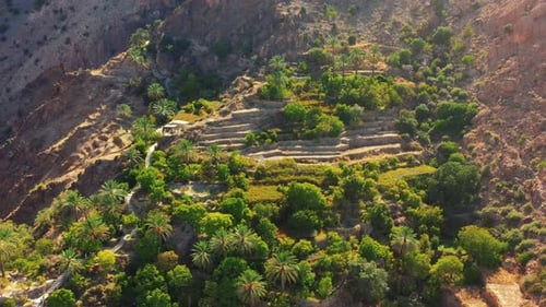 Drone Shot From A Village in Oman With Palm Trees