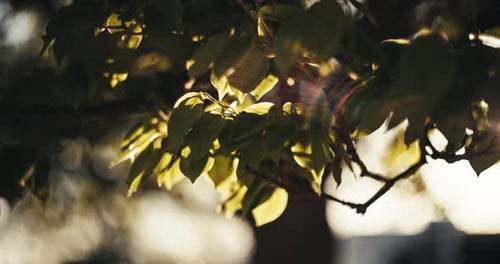 Tree leaves Swaying in Breeze Backlit by Golden Sun Shine. Scenic Sunny Green Plant Leaf Cinematic S