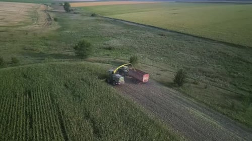 Corn Silage Harvesting with Forage Harvester on Field
