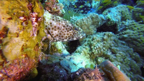 Spotted Grouper Fish among Coral on Reef