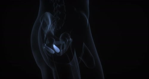 3D Animated X-Ray Scan of Human Pelvis and Sacroiliac Joints