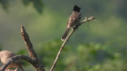 Two Birds on a Tree Branch in Nature