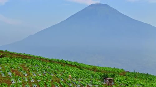 Beautiful scenery of agricultural field with farmer working on it. Plantation with mountain backgrou
