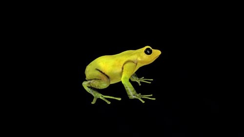 Animated Green Frog Blinking with Realistic Movements