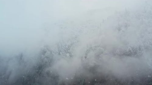 Snow Covered Mountain Forest in Misty Winter Landscape