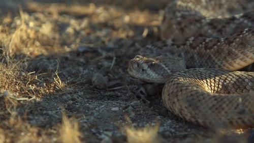 Desert Rattlesnake Coiled, Raises Head and flicks Tongue