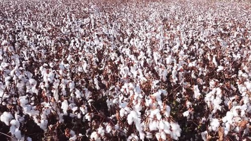 Campo de algodón maduro: imágenes de pases aéreos bajos
