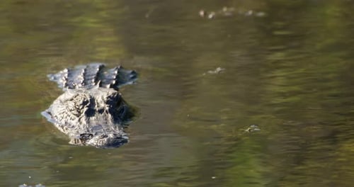 Alligator in water looking at camera and slowly blinking.