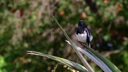 The Oriental magpie-robin is a very common passerine bird in Thailand in which it can be seen anywhe