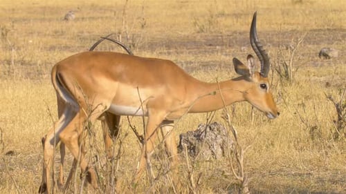 Impala Feeding and Walk