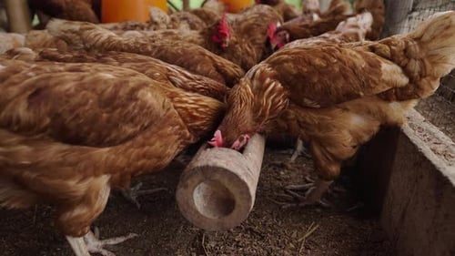 chicken eat feed and grain at the rural farm
