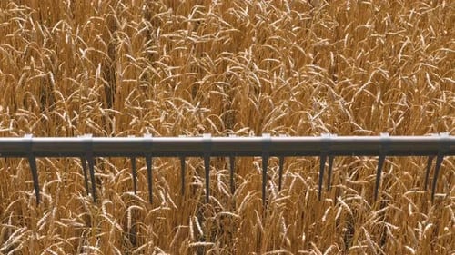 Golden wheat field harvest with combine harvester working on a sunny autumn day