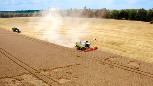 Combine harvesting ripe golden wheat. Aerial view of combine harvester harvesting wheat in field