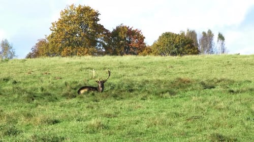 Fallow deer (Dama dama) buck with big horns eating lush green grass and sleeping on the field, slow