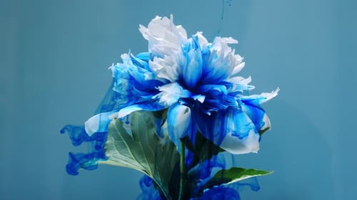 White Flower Absorbing Blue Ink Close Up