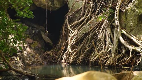 Jungle Mangroves Near The Town Of Vinh Hy In Ninh Thuan, Vietnam With Scenery Of Tree Roots And Swam