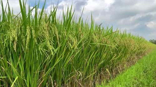 rice plants