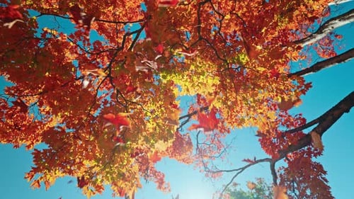 Falling Autumn Leaves and a Clear Blue Sky
