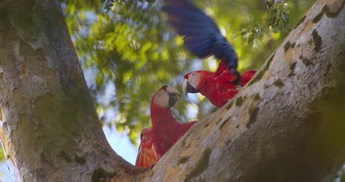 Zwei Scarlet konkurrieren heftig um einen Ast, ihre Farben schillern in Zeitlupe des Regenwaldes