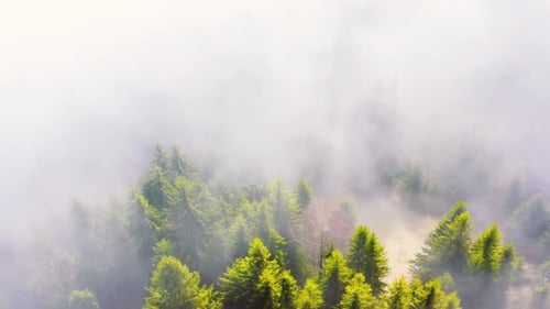 Dense Fog Envelops a Dark, Serene Pine Forest Canopy