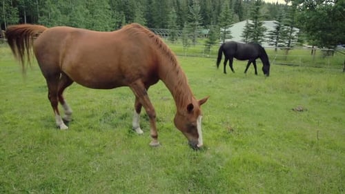 Horses enjoying a sunny day grazing in a lush green pasture on a rural farm