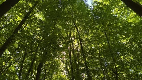 Looking Up At Sunlight Poking Through Forest Tree Canopy With Slow Pan Down