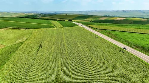 Agricultural landscape with cornfields and country road.