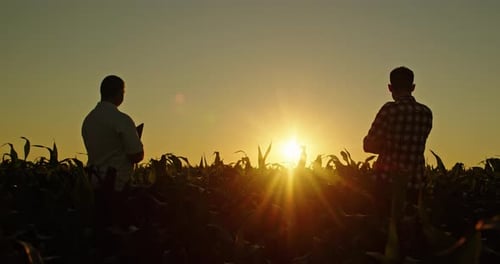 Farmers Inspecting Crop at Sunrise in Field