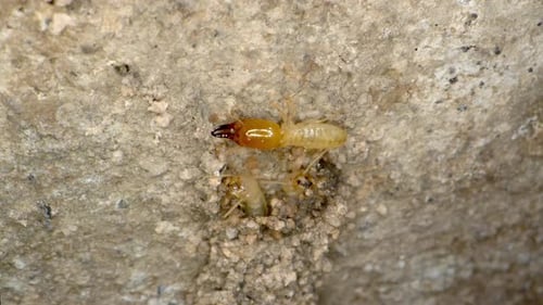 A termite colony fixing the mud tunnels and spitting the dirt so they can get in the walls of a gara