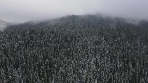 General View Jungle