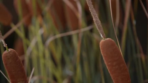Cattails Growing in Wetland Environment
